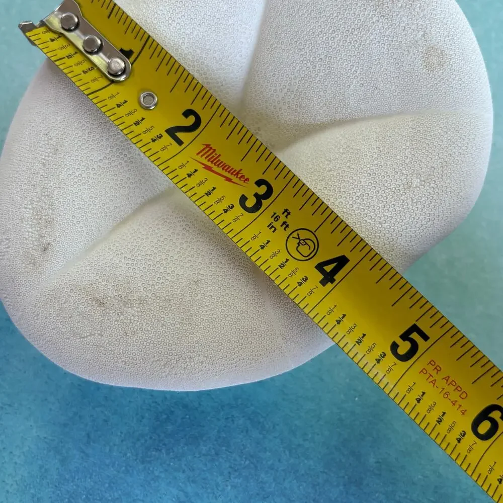 Natural Sea Biscuit Large Beach Shell Coastal Decor 5.5”